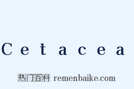 Cetacea是什么意思的图片